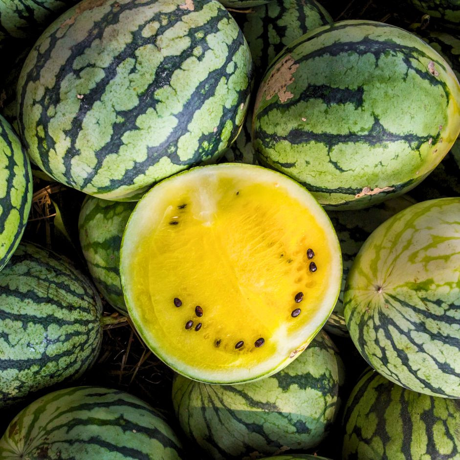 Watermelon Yellow (1 pc of 2-2.5KG)-Organically Grown | Buy Online in Delhi NCR | Rootz Organics