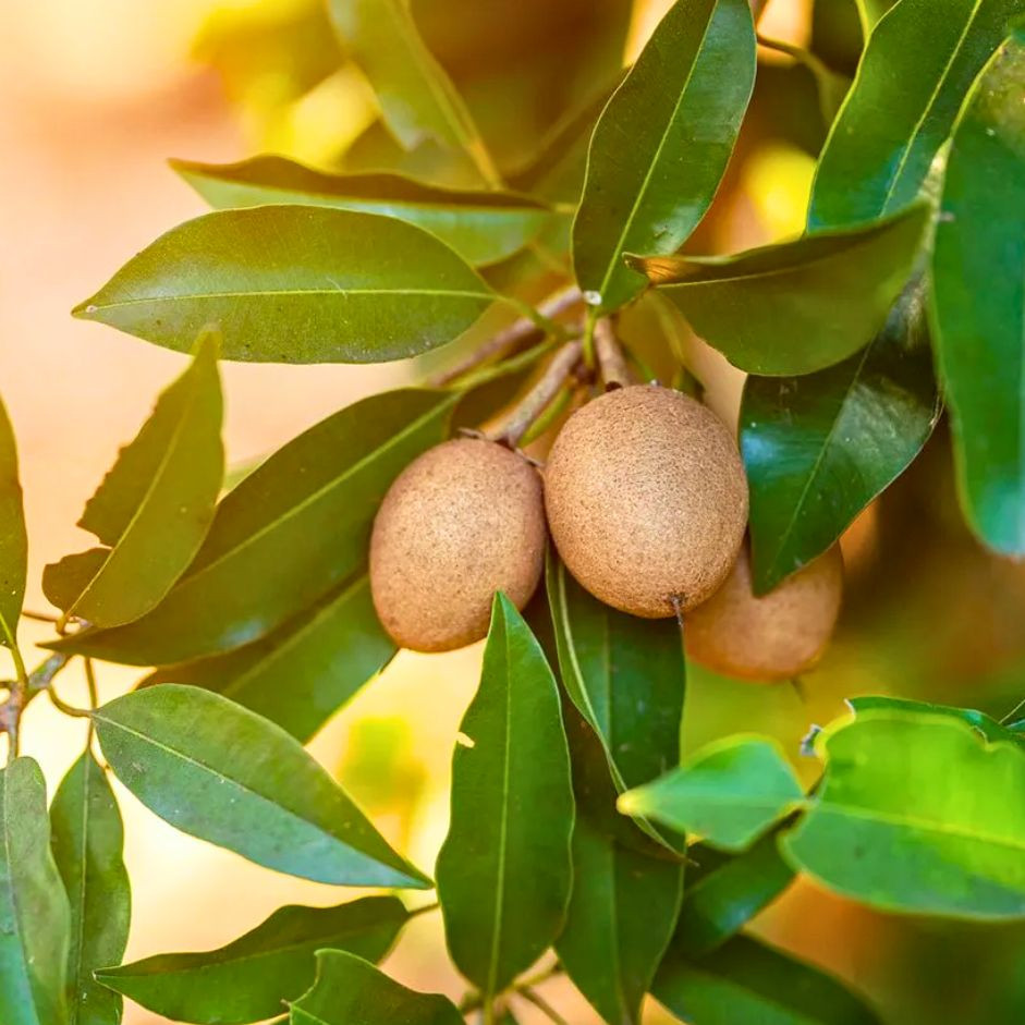 Chikoo Spota 1kg - Organically Grown | Buy Online in Delhi NCR | Rootz Organics