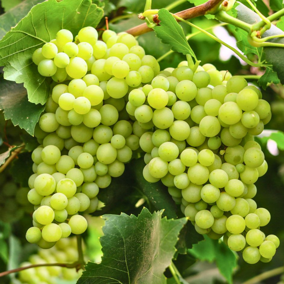 Grapes Green 500g
