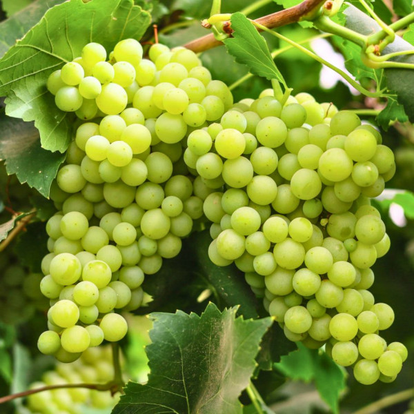 Image of Grapes Green 500g