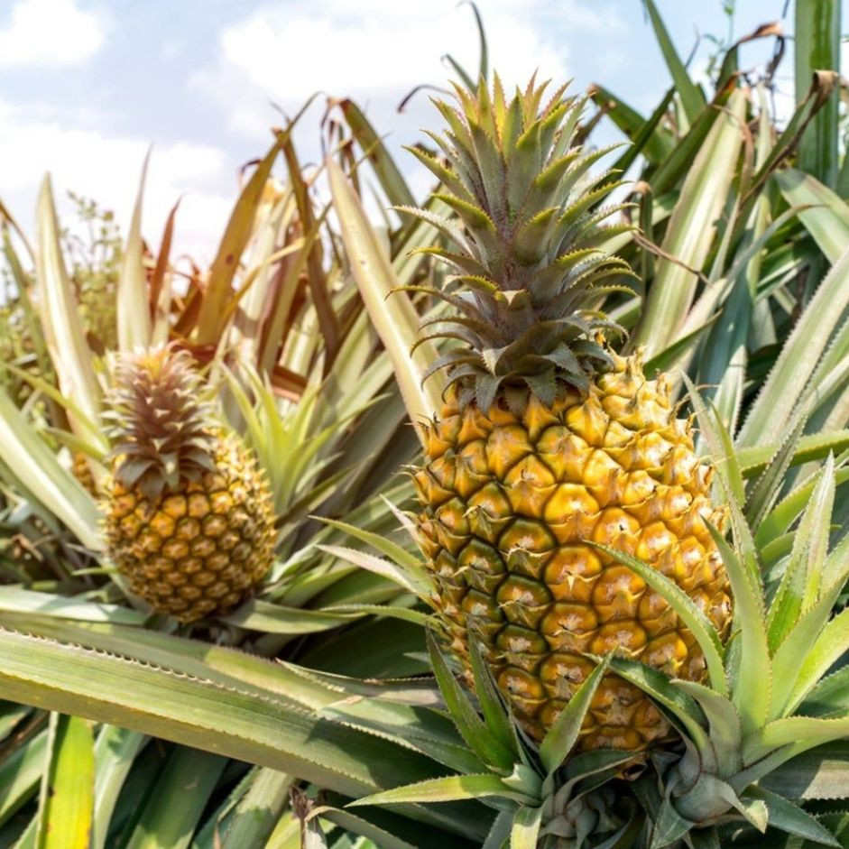 Pineapple 1pc - Organically Grown | Buy Online in Delhi NCR | Rootz Organics