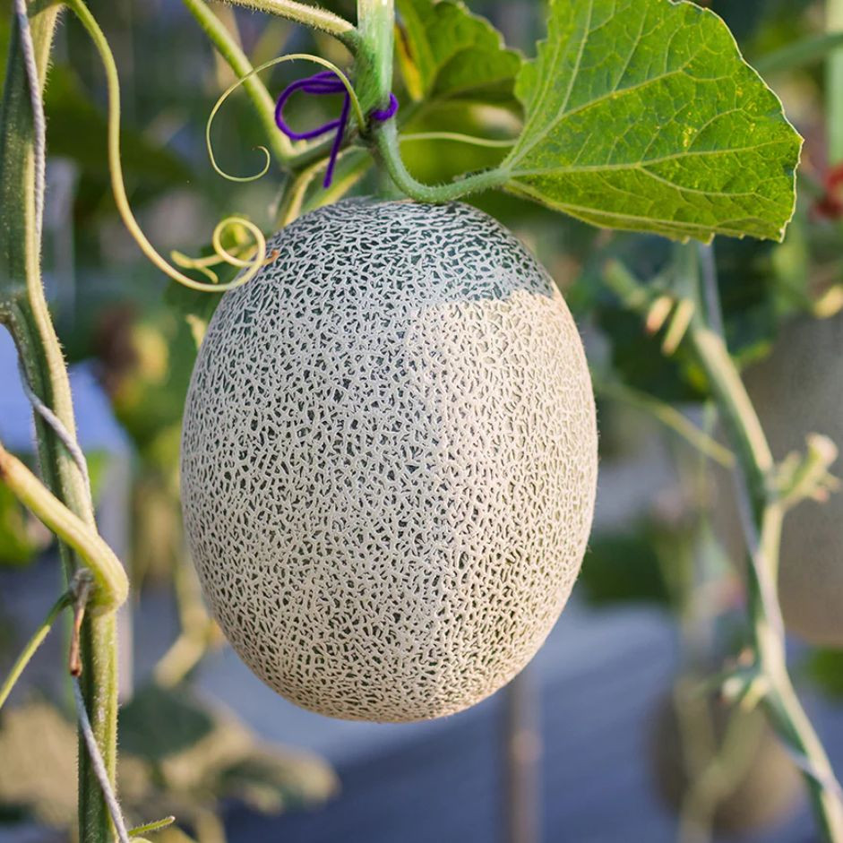 Muskmelon 1kg - Organically Grown | Buy Online in Delhi NCR | Rootz Organics