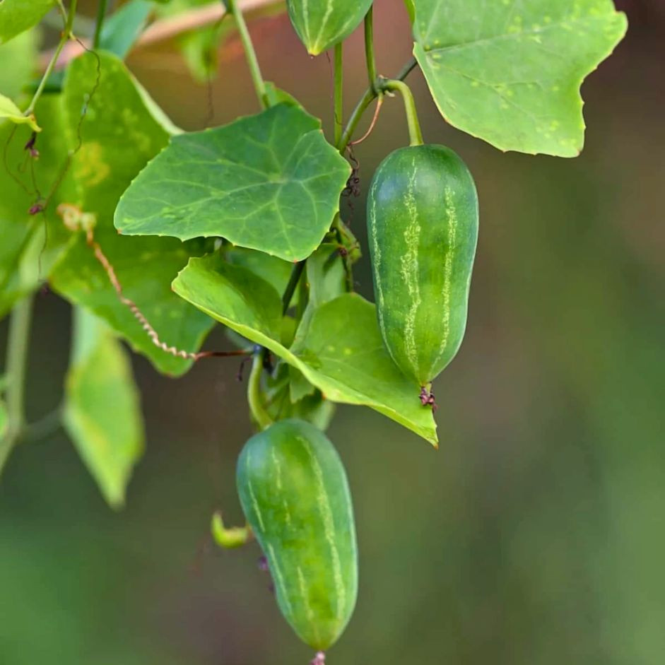 Kundru Ivy Gourd 500g - Organically Grown | Buy Online in Delhi NCR | Rootz Organics