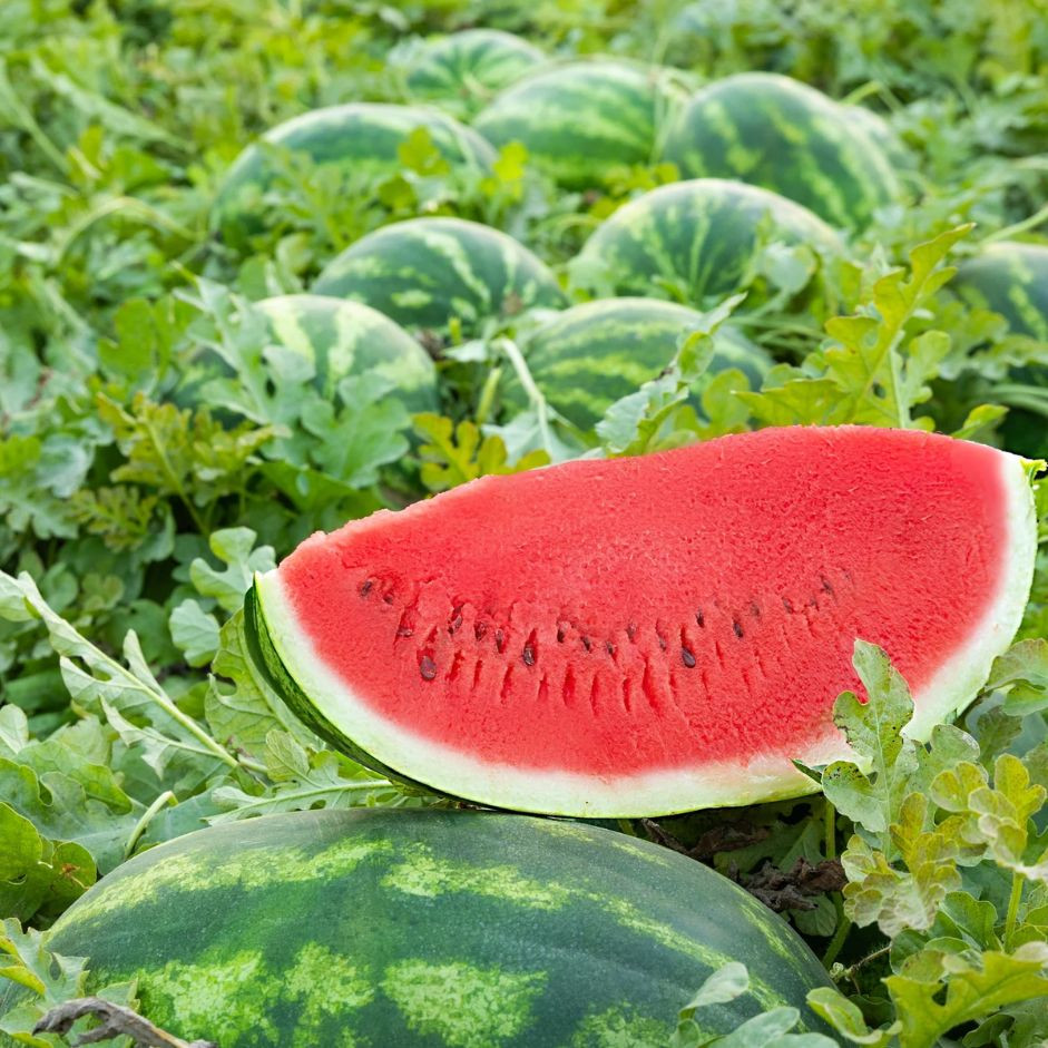 Watermelon 2-2.5kg - Organically Grown | Buy Online in Delhi NCR | Rootz Organics