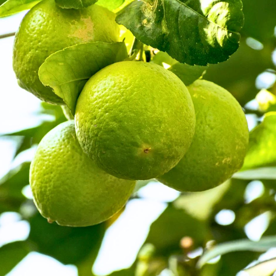 Sweetlime Mosambi 1kg - Organically Grown | Buy Online in Delhi NCR | Rootz Organics
