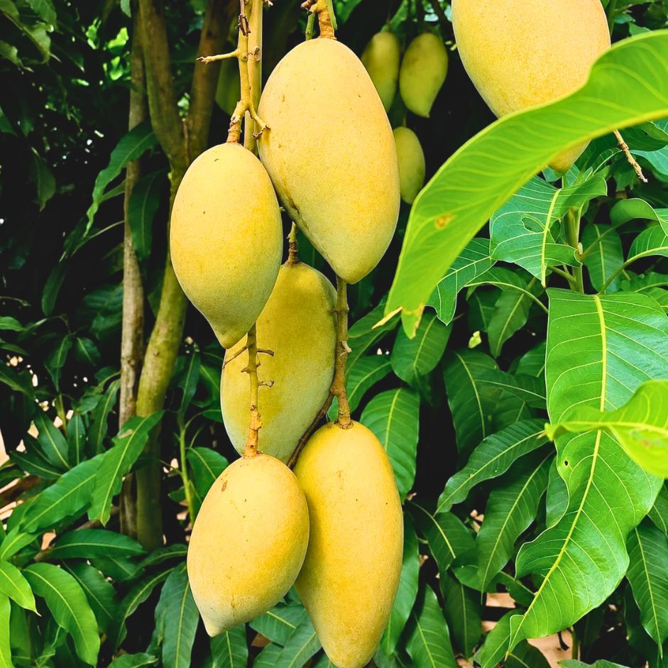 Chausa Mango 1kg