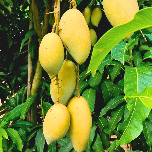 Image of Chausa Mango   1kg