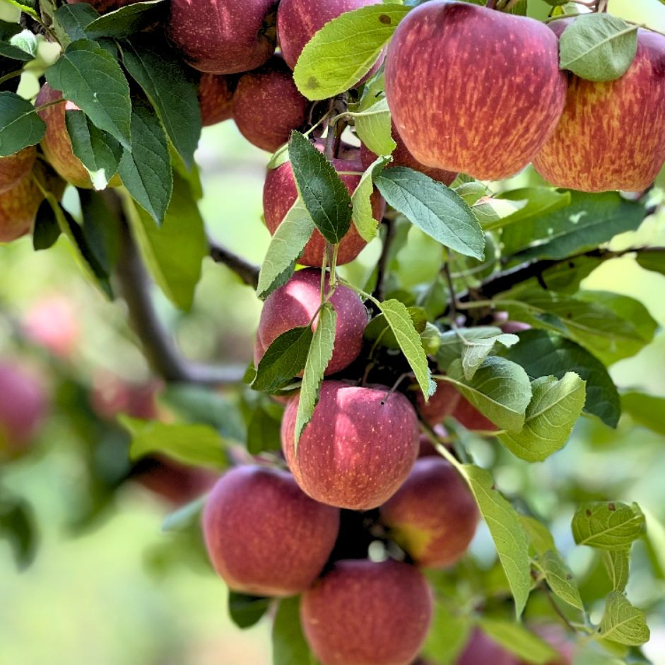 Apple Royal (Delicious)  1kg