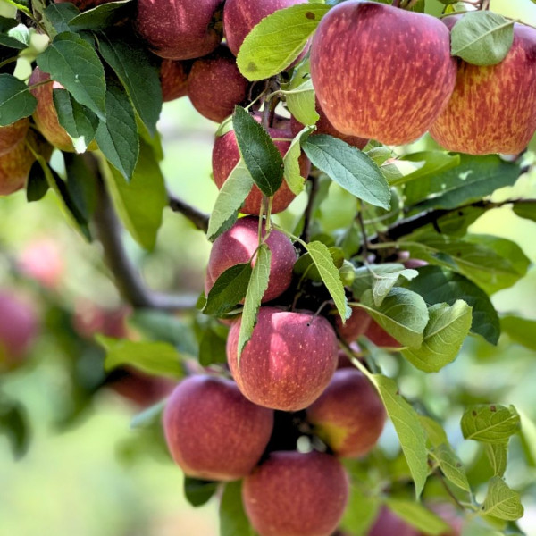 Image of Apple Royal (Delicious)  1kg