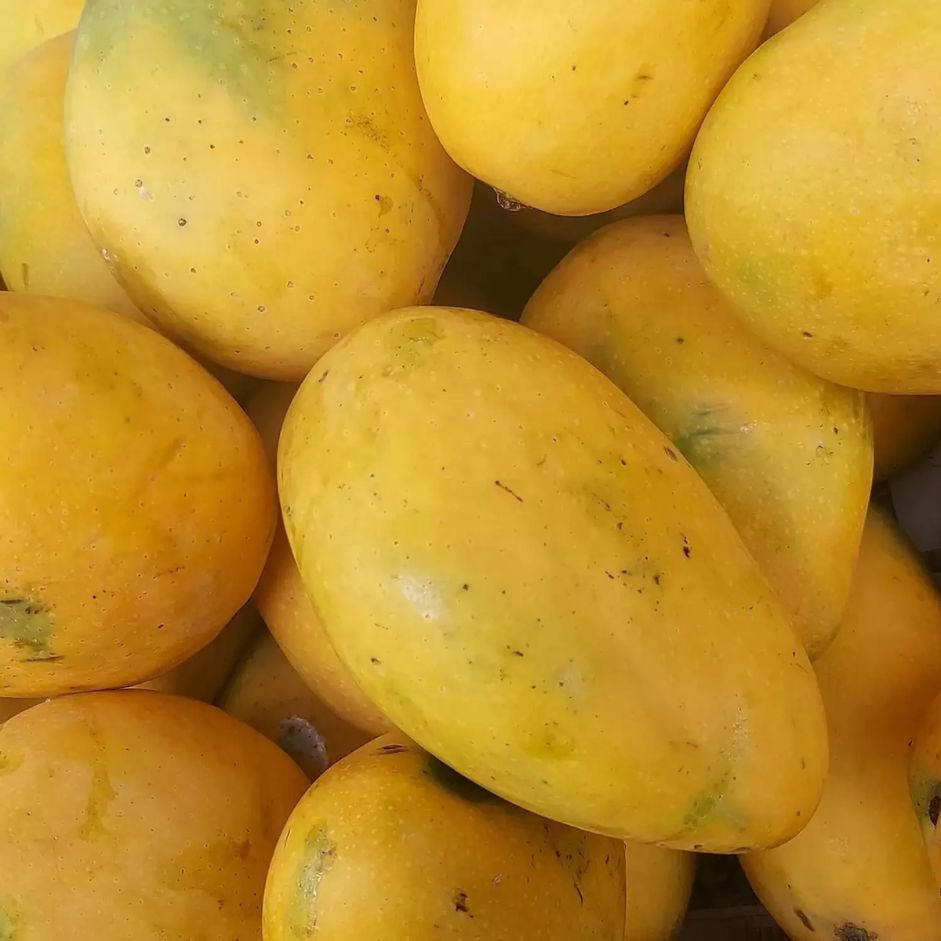Banganpalli Mango   1kg