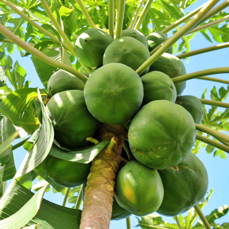 Raw Papaya 1kg - Organically Grown | Buy Online in Delhi NCR | Rootz Organics
