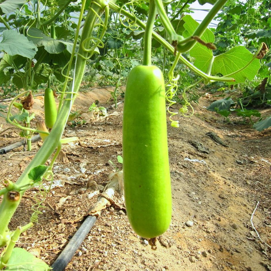 Lauki Long 500g - Organically Grown | Buy Online in Delhi NCR | Rootz Organics