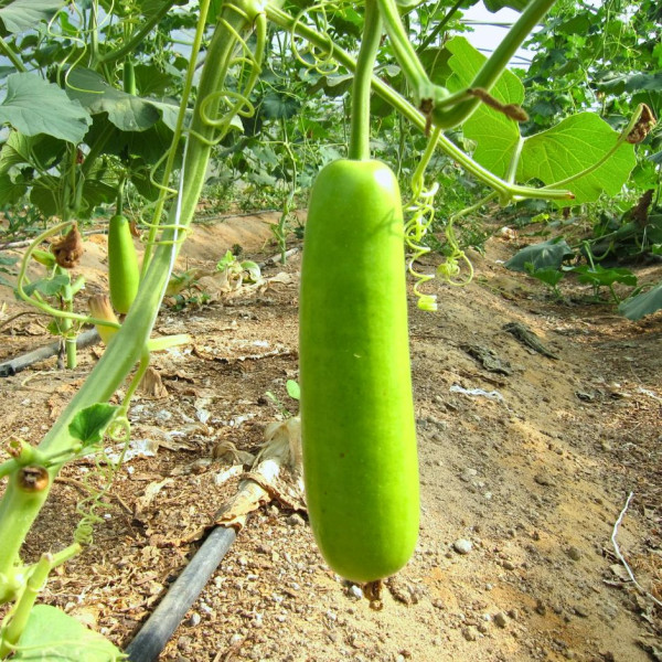 Image of Lauki Long 500g - Organically Grown | Buy Online in Delhi NCR | Rootz Organics