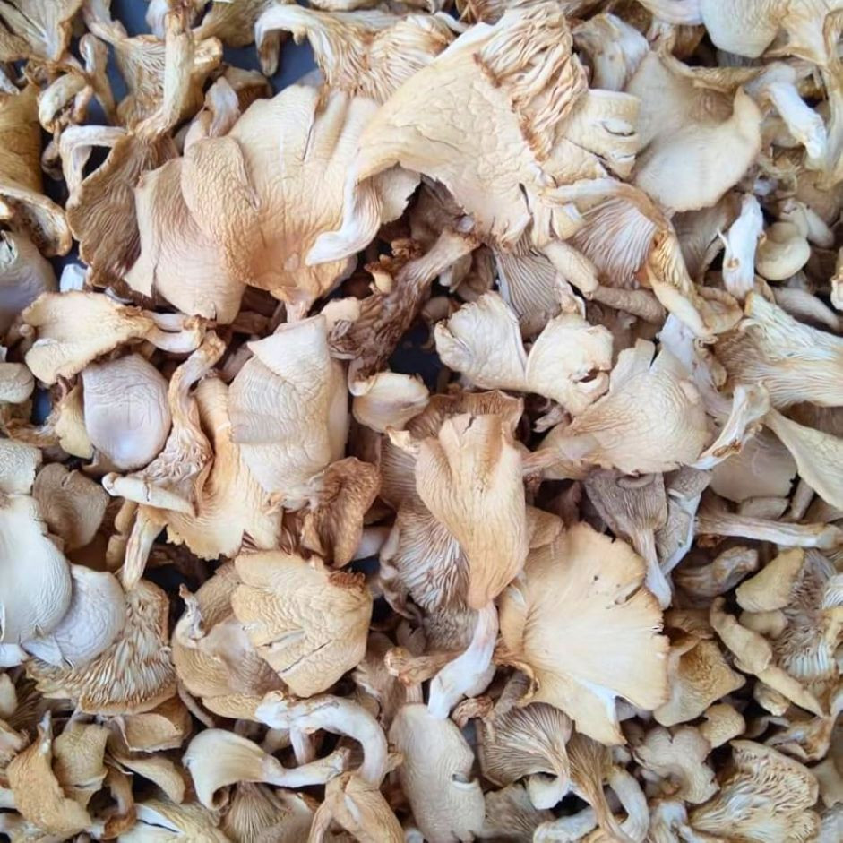 Dry Oyster Mushroom 1 Box - Organically Grown | Buy Online in Delhi NCR | Rootz Organics