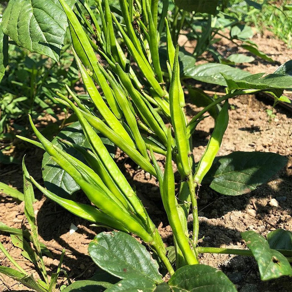 Cluster Beans Gwarphali 250g - Organically Grown | Buy Online in Delhi NCR | Rootz Organics
