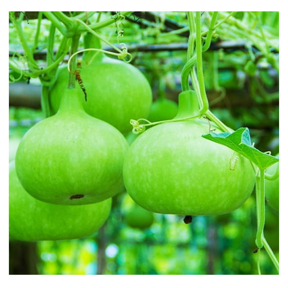 Lauki Round 1kg - Organically Grown | Buy Online in Delhi NCR | Rootz Organics