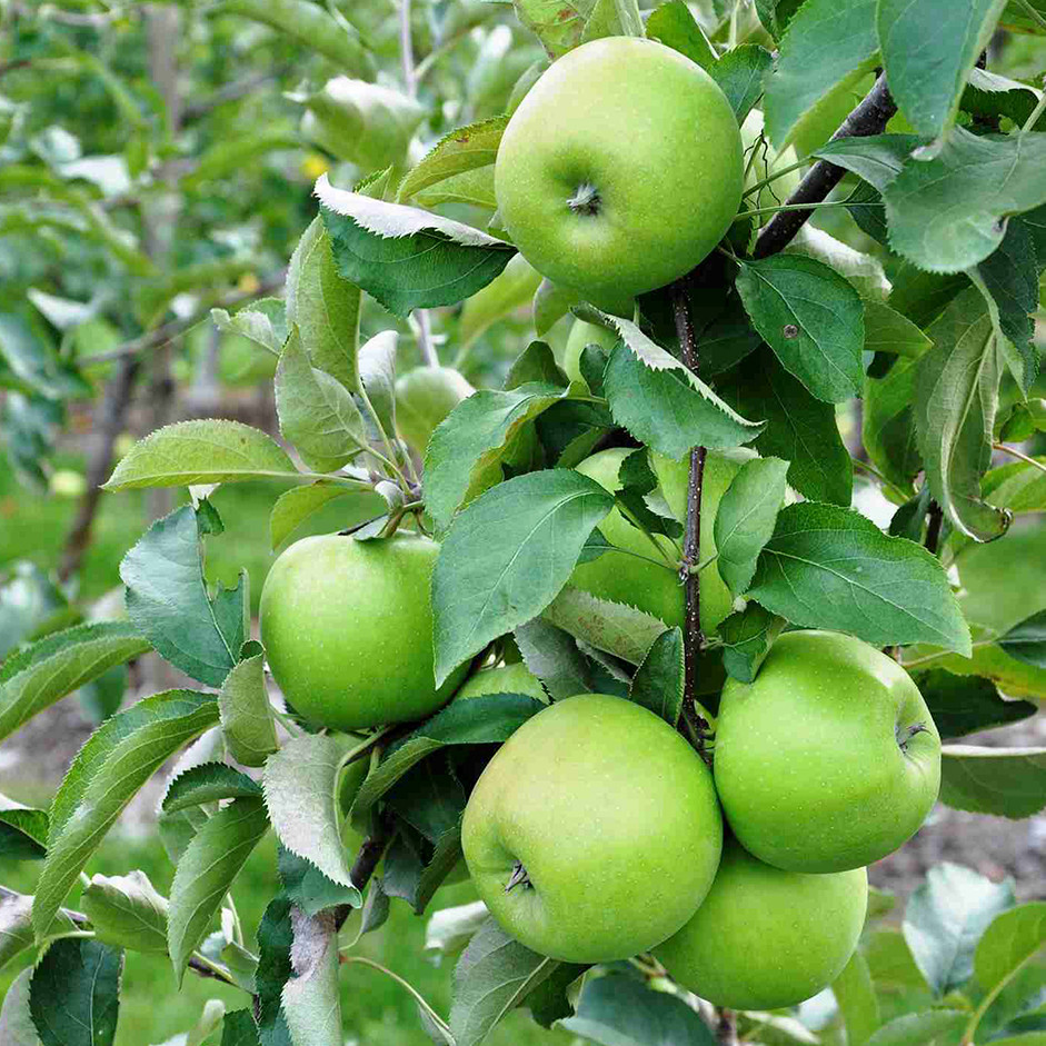 Apple Green Granny Smith 1kg - Organically Grown | Buy Online in Delhi NCR | Rootz Organics