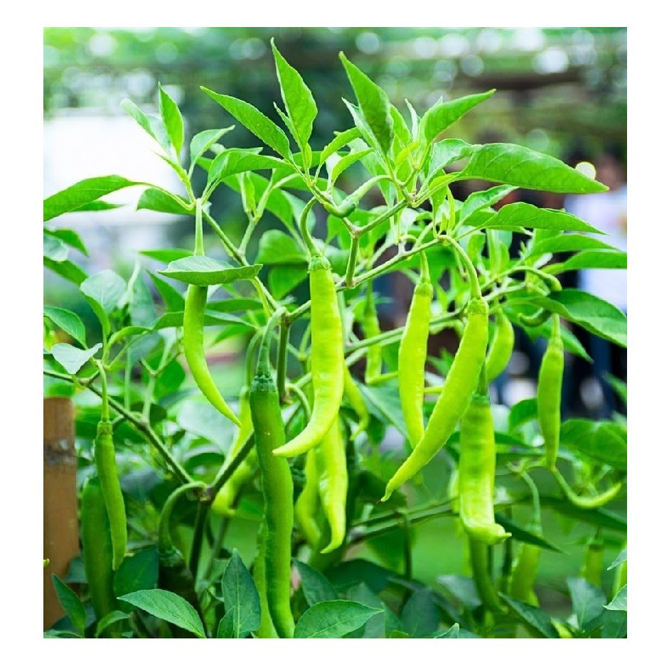 Green Chilli 250g - Organically Grown | Buy Online in Delhi NCR | Rootz Organics