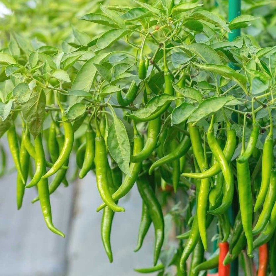 Green Chilli 250g - Organically Grown | Buy Online in Delhi NCR | Rootz Organics