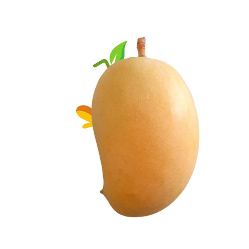 Kesar Mango 1 Dozen (Approx. 2.5 to 3kg)