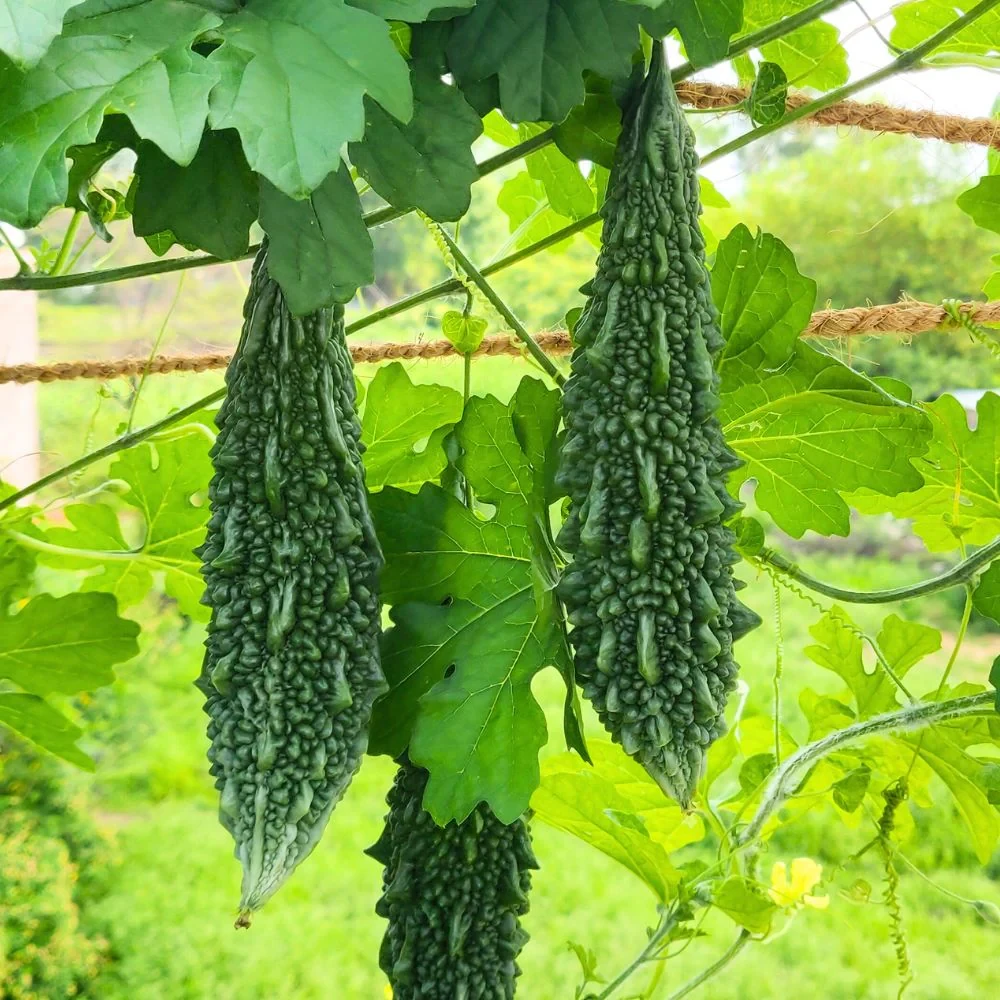 Karela 250g - Organically Grown | Buy Online in Delhi NCR | Rootz Organics