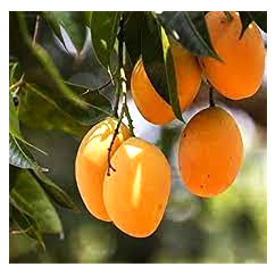 Kesar Mango 1 Dozen (Approx. 2.5 to 3kg)