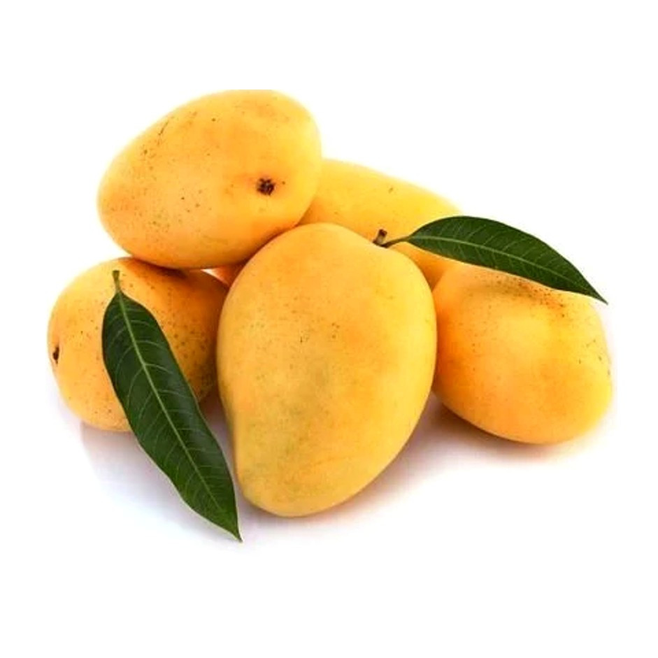 Kesar Mango 1 Dozen (Approx. 2.5 to 3kg)