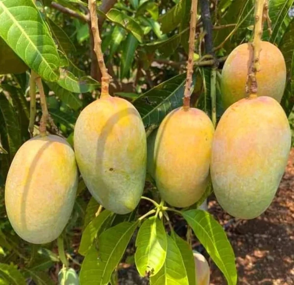 Image of Kesar Mango  1 Dozen (Approx. 2.5 to 3kg)