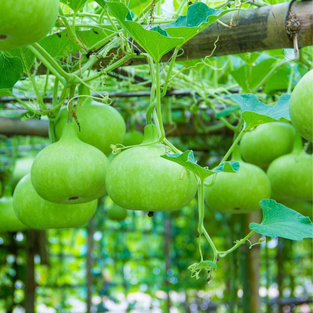 Lauki Round 1kg - Organically Grown | Buy Online in Delhi NCR | Rootz Organics