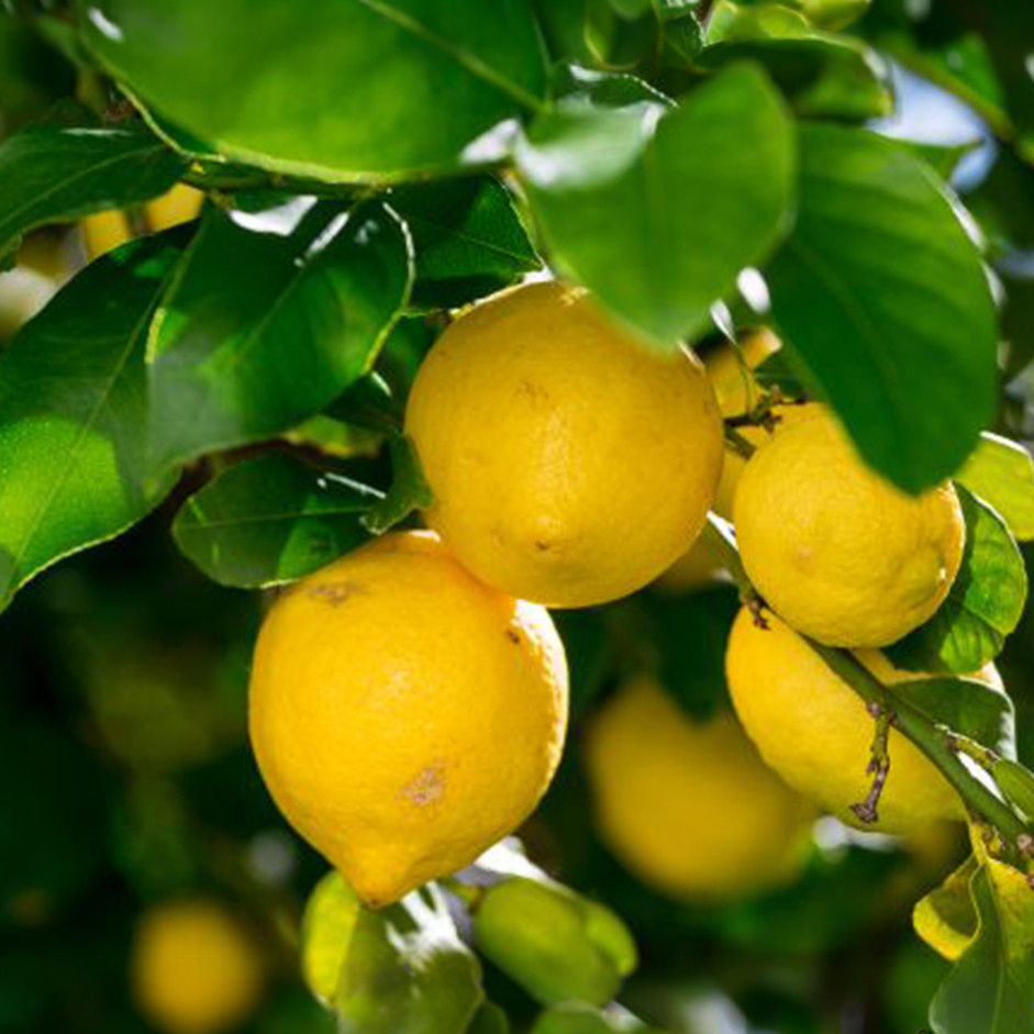 Lemon 250g - Organically Grown | Buy Online in Delhi NCR | Rootz Organics