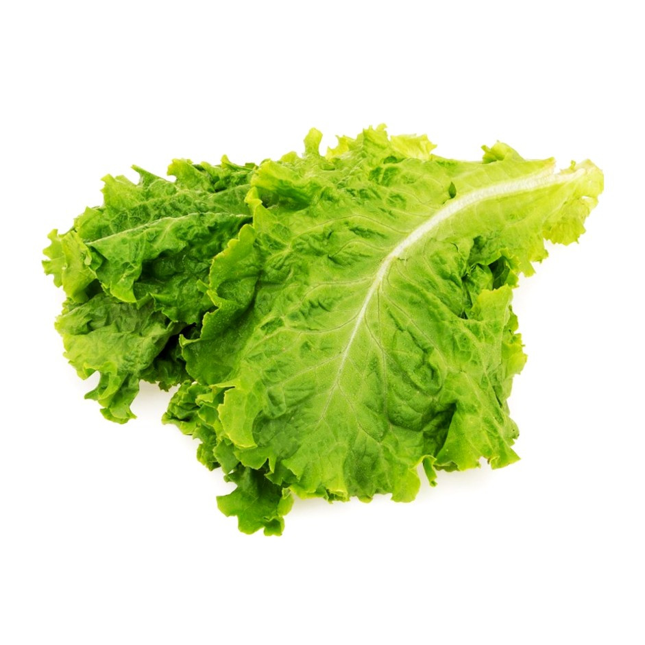 Lettuce Green 250g - Organically Grown | Buy Online in Delhi NCR | Rootz Organics