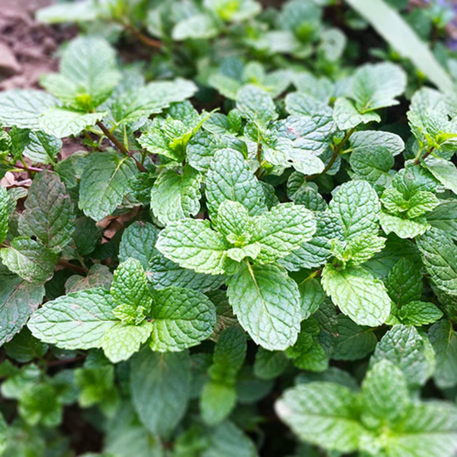 Mint Pudina 100g - Organically Grown | Buy Online in Delhi NCR | Rootz Organics