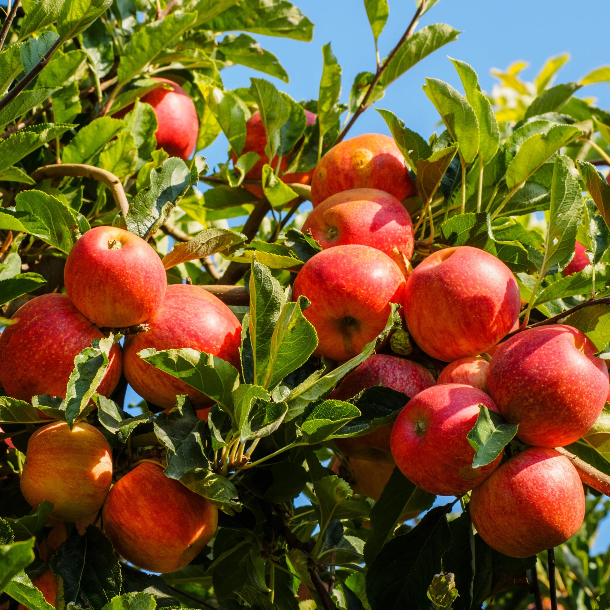 Apple Royal Gala 1kg - Organically Grown | Buy Online in Delhi NCR | Rootz Organics