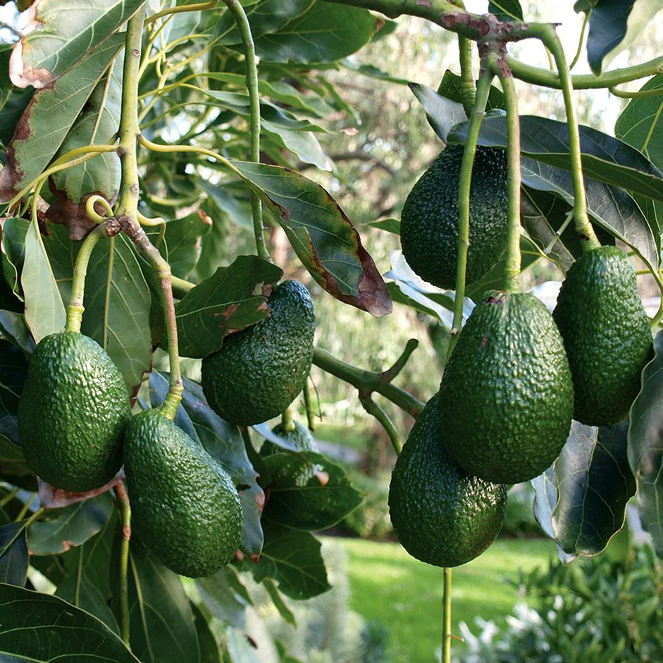 Hass Avocado 250g - Organically Grown | Buy Online in Delhi NCR | Rootz Organics