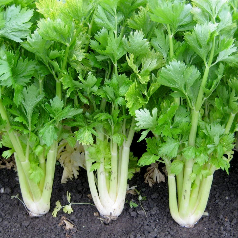 Celery 250g - Organically Grown | Buy Online in Delhi NCR | Rootz Organics