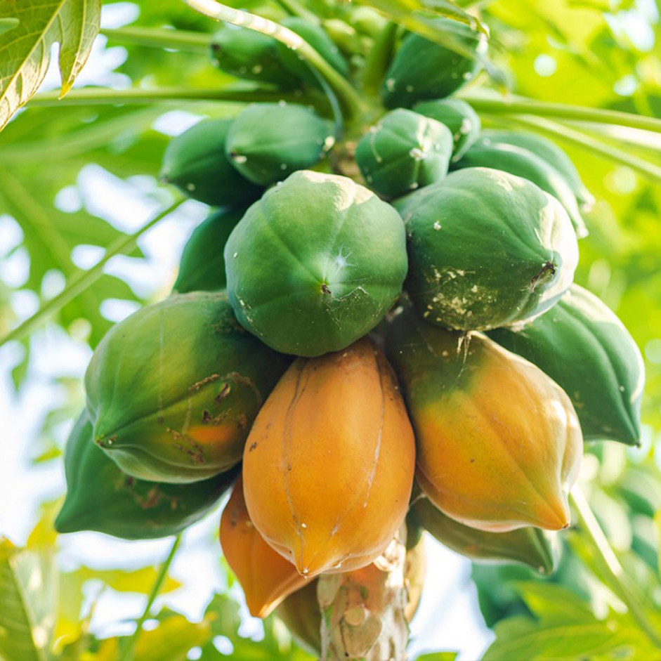 Papaya 1kg - Organically Grown | Buy Online in Delhi NCR | Rootz Organics