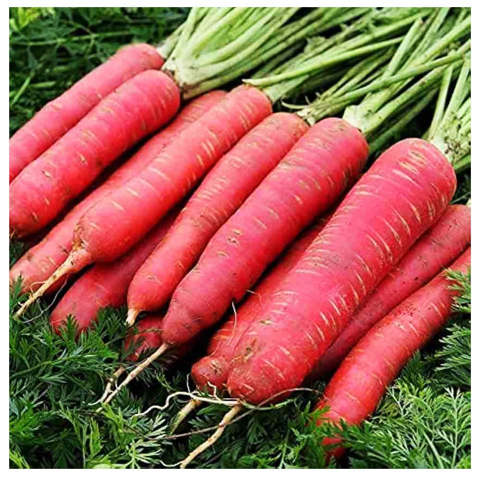 Carrot Red 500g - Organically Grown | Buy Online in Delhi NCR | Rootz Organics