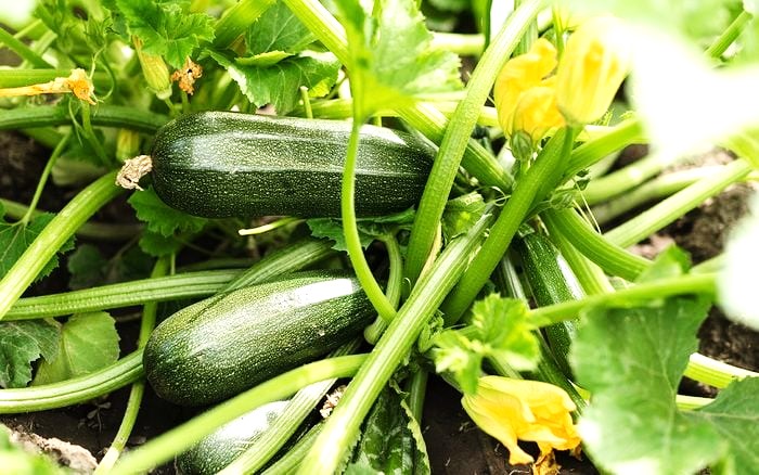 Zucchini Green 250g - Organically Grown | Buy Online in Delhi NCR | Rootz Organics