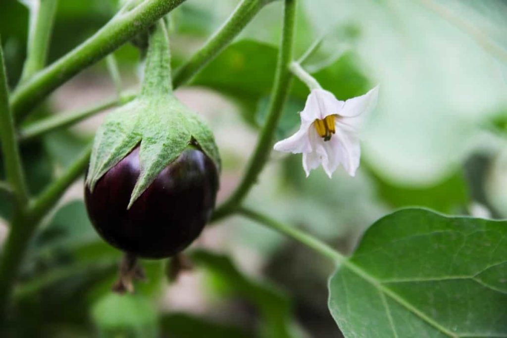 Brinjal Round Small 500g - Organically Grown | Buy Online in Delhi NCR | Rootz Organics