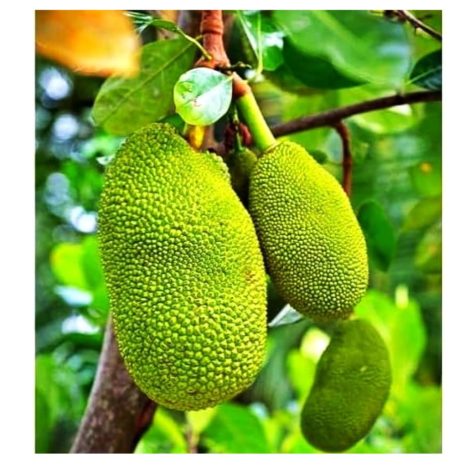 Kathal 1kg