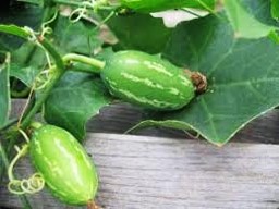Kundru Ivy Gourd 500g - Organically Grown | Buy Online in Delhi NCR | Rootz Organics
