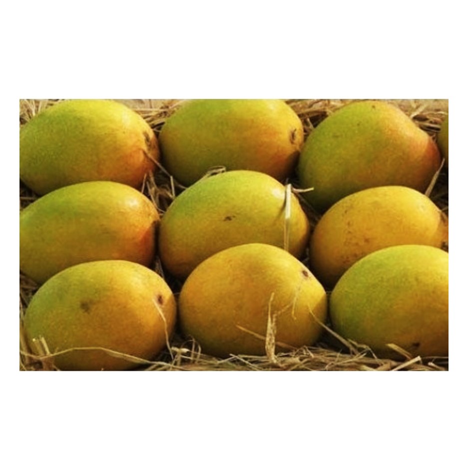 Alphonso Mango (Ratnagiri) Dozen(12pcs Approx 2.5 to 3kg)