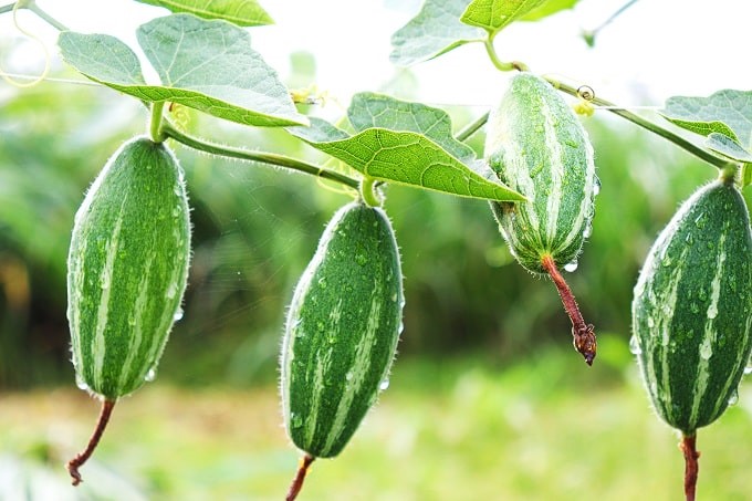 Parmal Pointed Gourd 500g - Organically Grown | Buy Online in Delhi NCR | Rootz Organics