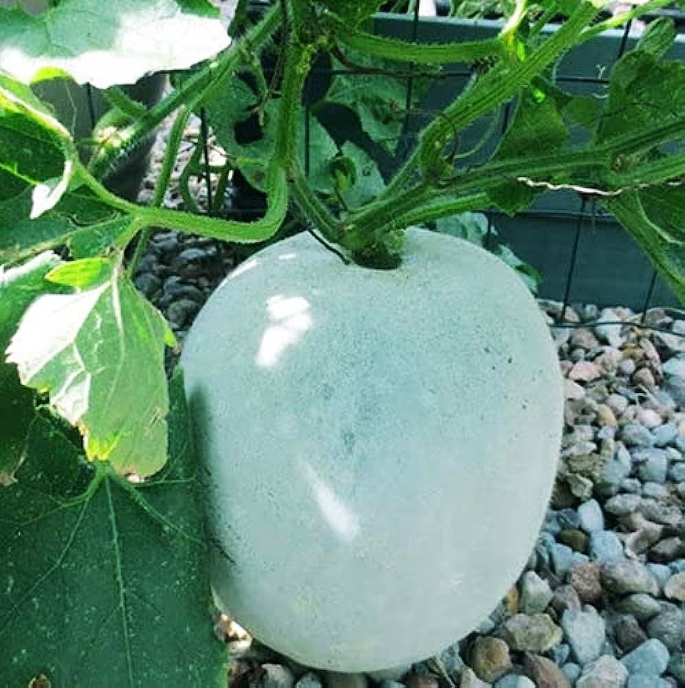 Petha White Ash Gourd 1kg - Organically Grown | Buy Online in Delhi NCR | Rootz Organics