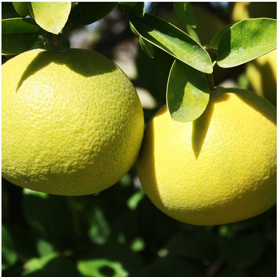 Grapefruit 500g - Organically Grown | Buy Online in Delhi NCR | Rootz Organics