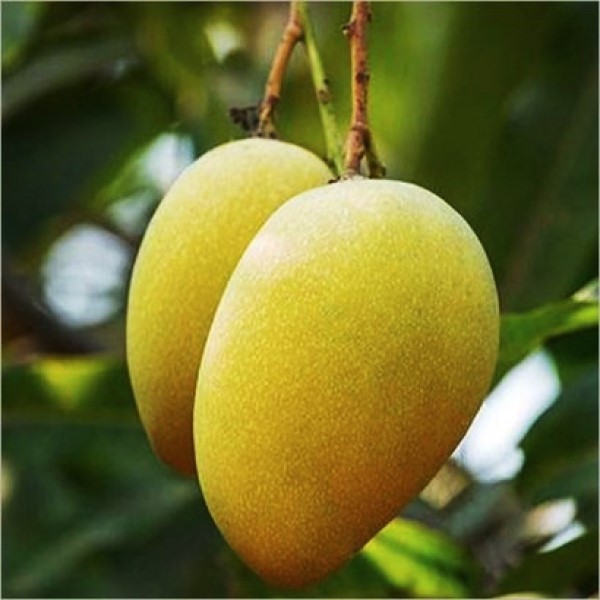 Dasheri Mango 1kg