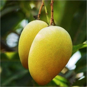 Image of Dasheri Mango  1kg
