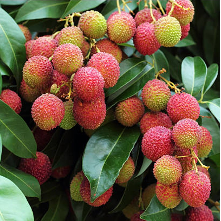 Litchi -1kg Organically Grown | Buy Online in Delhi NCR | Rootz Organics