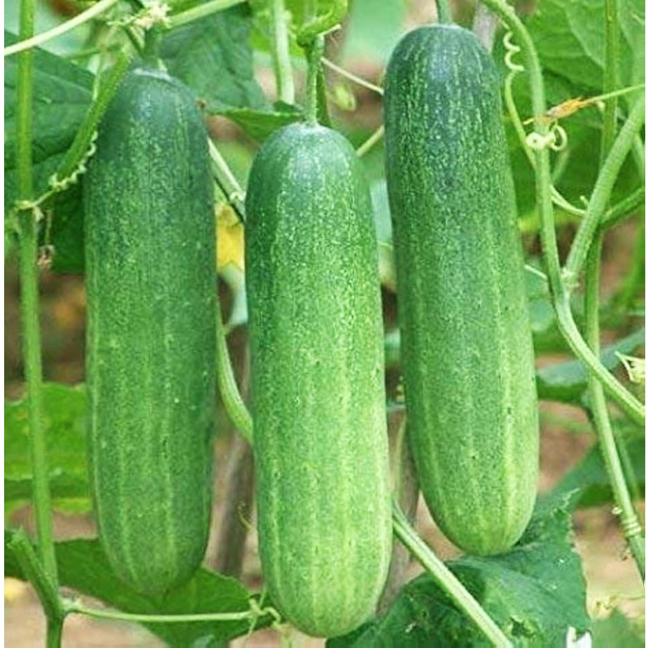 Cucumber Hybrid 500g - Organically Grown | Buy Online in Delhi NCR | Rootz Organics