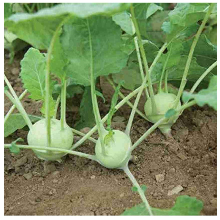 Knol Knol 500g - Organically Grown | Buy Online in Delhi NCR | Rootz Organics